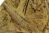 Fossil Dinosaur Rib and Ossified Tendons in Sandstone - Wyoming #380402-1